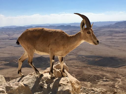 A beautiful portrait of an alpine ibex on a rock on the background of meadows