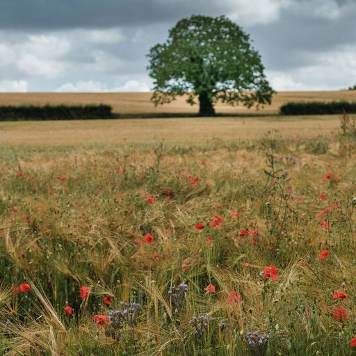 A field with red poppy flowers and a single tree