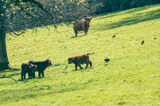 A beautiful shot of a group of fluffy Scottish Highland Cows grazing on grassland sunny farm