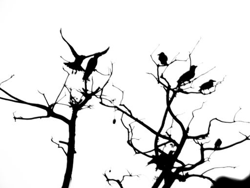 A low angle shot of silhouetted crows are sitting on the mango tree with white sky