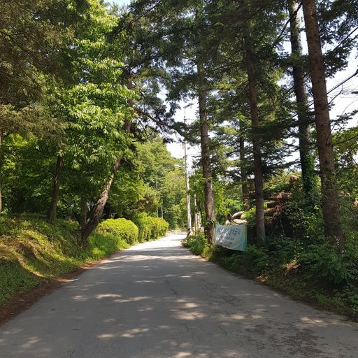 An asphalt road through a green forest with tall trees