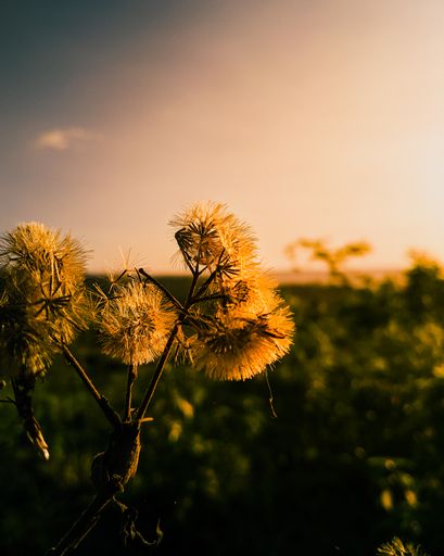 A vertical shallow focus shot of a dandelion (Taraxacum) during a sunset