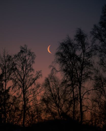 A vertical shot of a scenic red-purple sunset over the tall tress and a moon in the sky