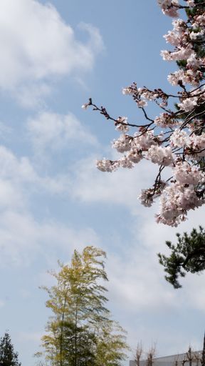 A vertical shot of spring landscape of the park with blooming flowers on trees against the blue sky
