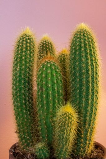 Vertical shot of cactus in a planter isolated of a pink background
