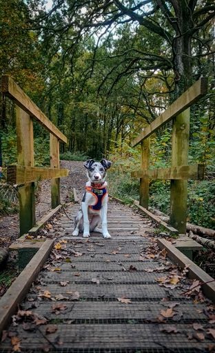 A vertical shot of a cute dog sitting on a road in a park