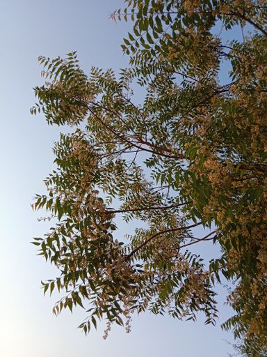 A low angle shot of a neem tree flower on a blue sky background