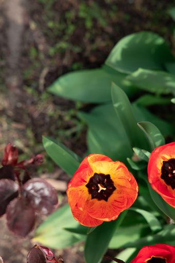 A high angle shallow focus closeup shot of a red Poppy flower in a garden