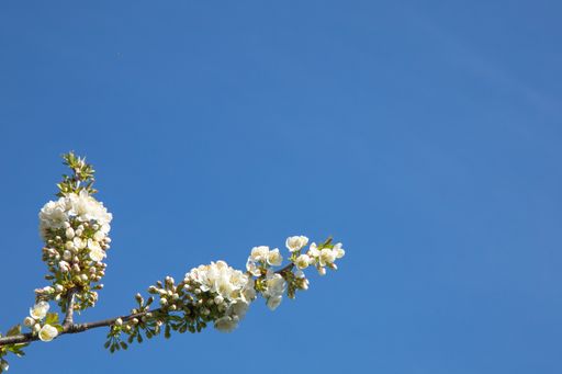 A shallow focus closeup shot of white cherry blossom flowers in front of the blue sky