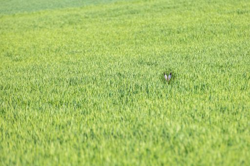A shallow focus shot of the ears of a hare peeking from a grass field