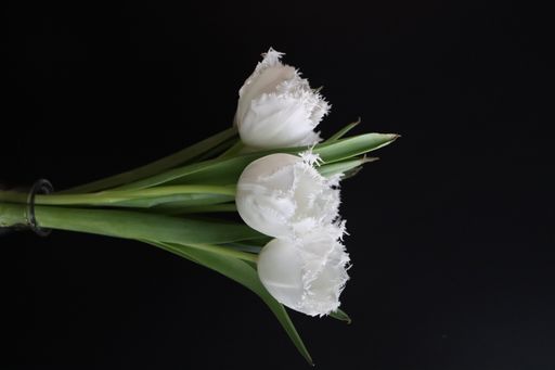 A vertical shot of white fringed tulips with green leaves in a glass vase isolated on black background