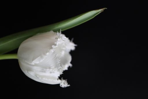 A vertical shot of a white fringed tulip with green leaves isolated on black background