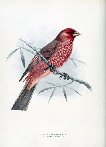 A vertical shot of a vintage illustration of a great rosefinch perched on a branch