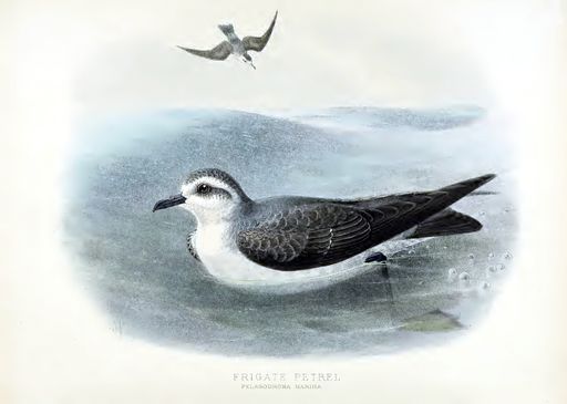A beautiful vintage illustration of a frigate petrel in shallow sea water
