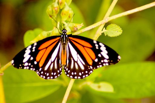 A closeup shot of a butterfly on a green plant with a blurred background