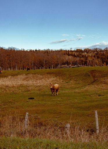 A vertical shot of a beautiful deer grazing in the field