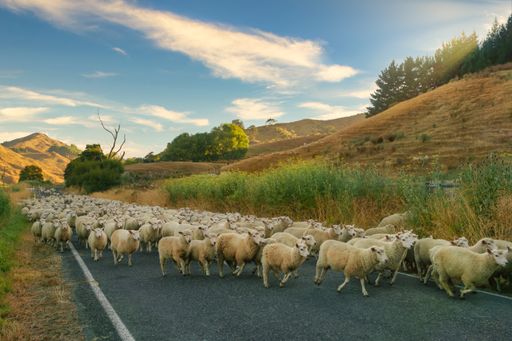 A large flock of healthy sheep on a rural road on the North Island of New Zealand. Farmers frequently shift stock from one paddock to another.