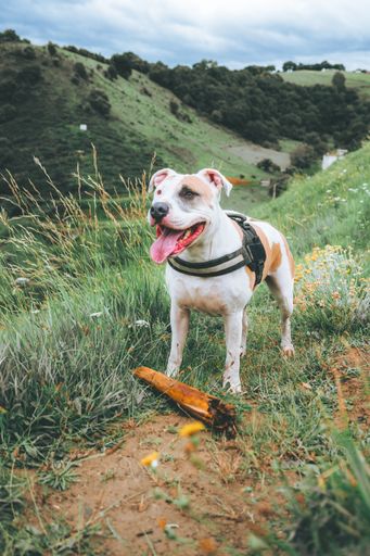 A vertical shot of an American pit bull terrier standing in a beautiful green field during daylight