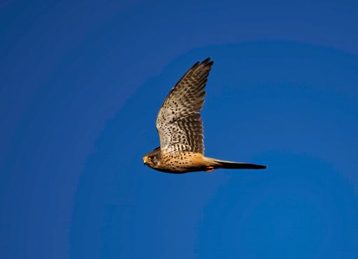 A beautiful shot of Common kestrel bird flying in the blue sky