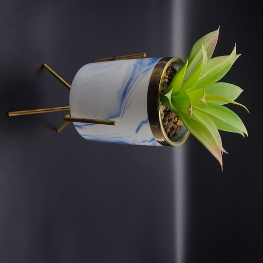 A close-up of small potted plant against black background