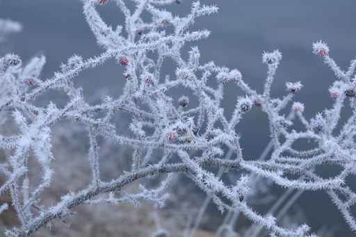A shallow focus closeup shot of branches of Rose Hip covered in frost