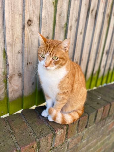 A vertical closeup shot of an orange cat near a weathered fence