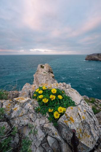 A vertical shot of a patch of grass on a rocky cliff with yellow daisies by the sea in Sagres, Portugal
