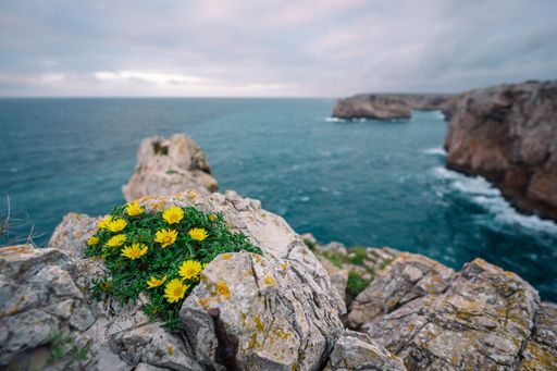 A bunch of vibrant yellow daisies growing in a patch of dark grass in the rocks by the sea in Sagres, Portugal