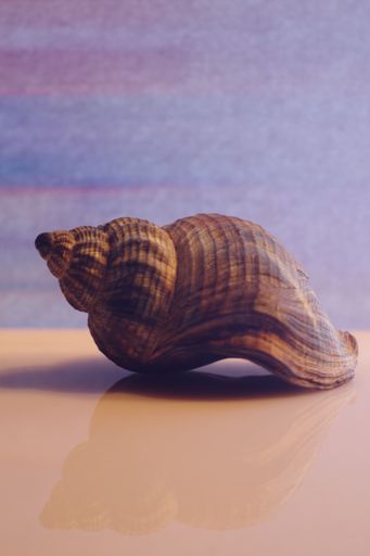 A vertical closeup shot of a beautiful big seashell on a beige surface