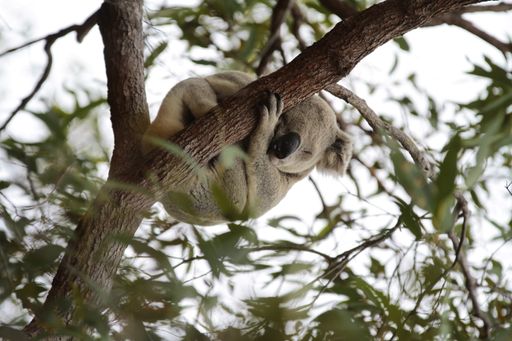 a vertical shot of coala sleeping on a tree