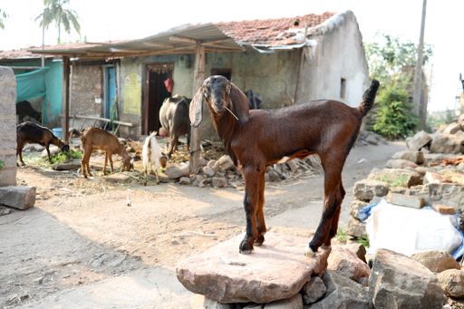A selective focus of a goat in a farmhouse in a village in Belgaum, Karnataka, India.