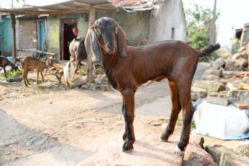 A selective focus of a goat in a farmhouse in a village in Belgaum, Karnataka, India.