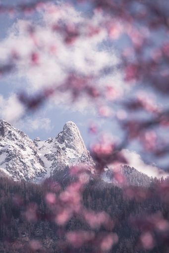 Snow-covered Pierre Avoi mountain framed by Japanese plum in bloom in Saxon Valais Switzerland