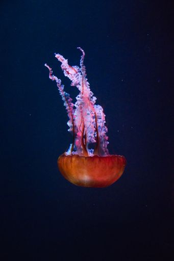 A vertical shot of a beautiful jellyfish on the dark blue sea