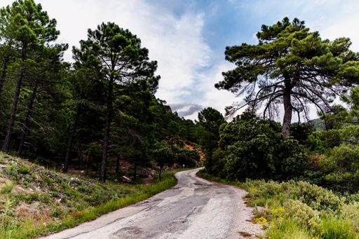 A beautiful scenery of a narrow pathway surrounded by green trees under a cloudy sky