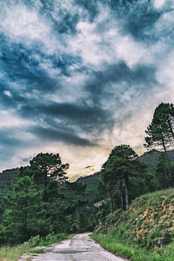 A beautiful scenery of a narrow pathway surrounded by green trees under a cloudy sky