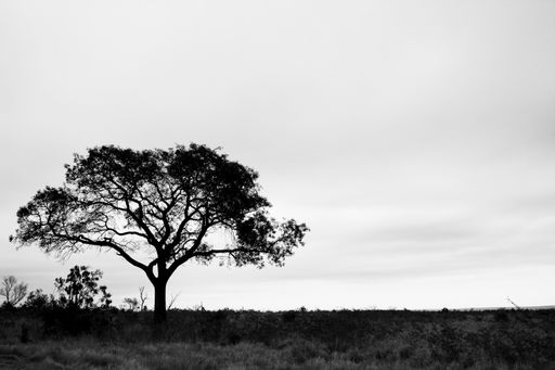 A meadow with growing trees against a cloudy sky