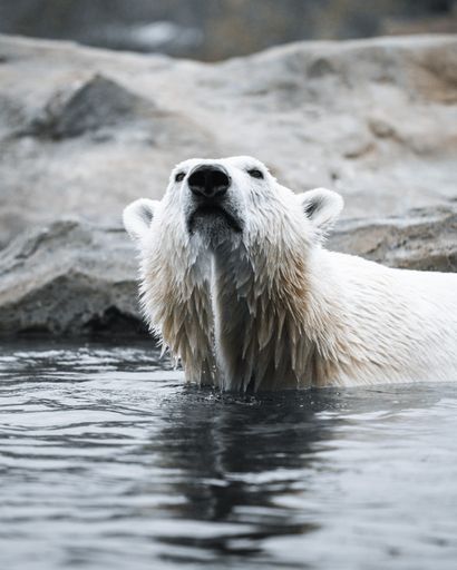 A closeup shot of a Polar bear swimming in the water by rocks looking up