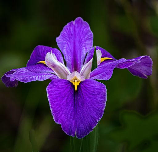 A selective shot of a purple Orris flower under the light with a blurry background