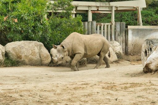 A closeup shot of a rhinoceros walking in a zoo during daylight
