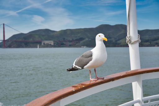 A closeup shot of a lesser black-backed gull sitting on a ship rail in front of the Golden Gate Bridge in San Francisco, USA