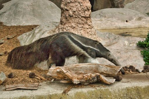 A closeup shot of a single giant anteater walking in a zoo during daylight
