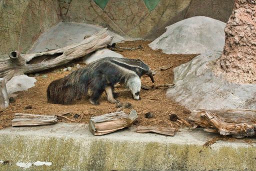 A closeup shot of a single giant anteater walking in a zoo during daylight