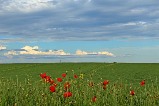 A scenic view of a green field of red poppies under a blue cloudy sky on a sunny day