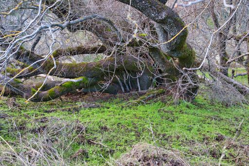 A panoramic shot of a big tree trunk with dry branches in a forest during daylight