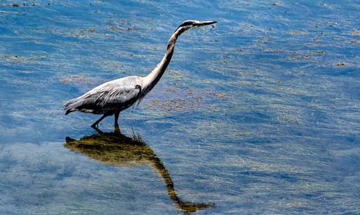 Great blue heron (Ardea herodias) stretches its neck forward while wading in shallow water at the wetlands in Huntington Beach, California.