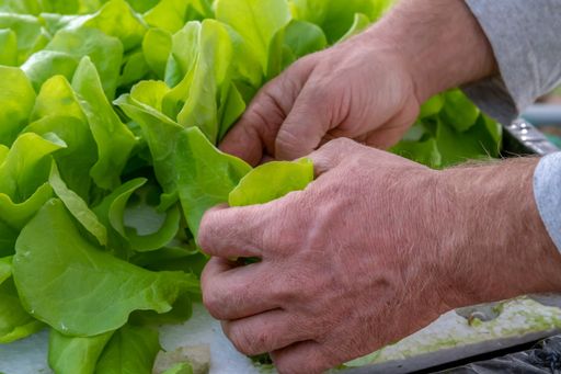 A closeup shot of a man handpicking fresh and green lettuce