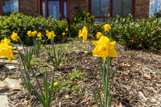 The Wild daffodil flowers in the garden