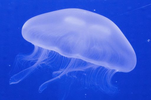 A wide shot of a beautiful jellyfish medusa moving around under the water
