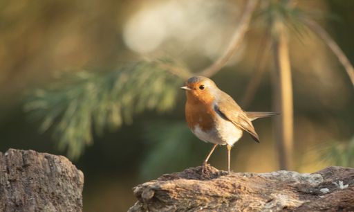 A closeup focused shot of European robin bird standing on a rock with a blurred background